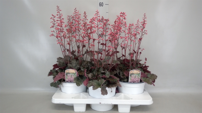 <h4>Heuchera  'Paris'</h4>