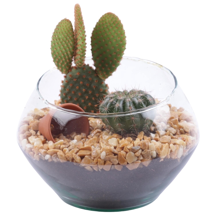 <h4>Yearround Arr. Cactus Glass Oblique UFO Vase Ø15cm 2PP</h4>