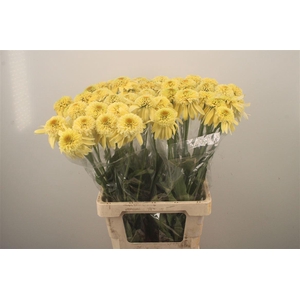 Echi Irresistible Yellow