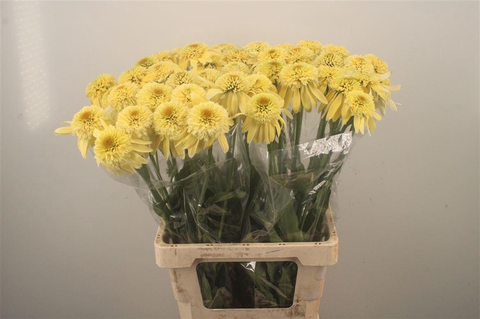 <h4>Echi Irresistible Yellow</h4>