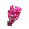 Papaver Cerise