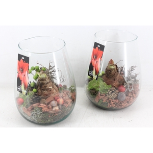 arr4 Amaryllis MB - Glas roma red