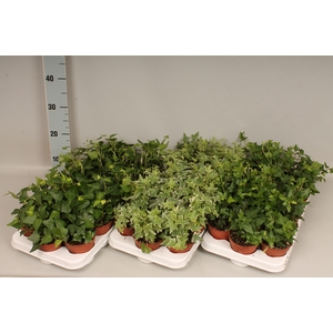 Hedera helix Divers