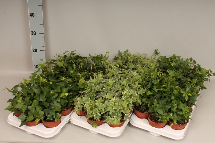 <h4>Hedera helix Divers</h4>