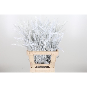 Grevilea Ivanhoe Kl Bh Wit