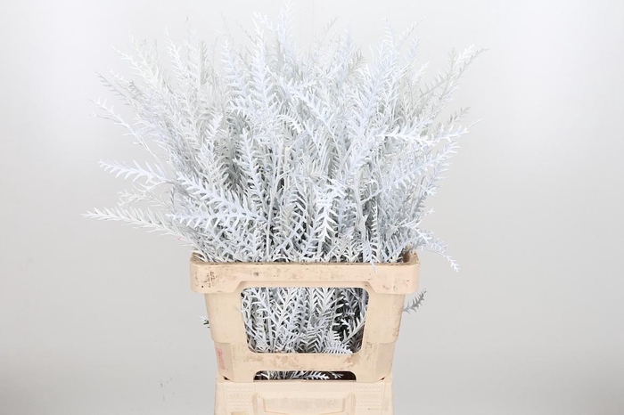 <h4>Grevilea Ivanhoe Kl Bh Wit</h4>