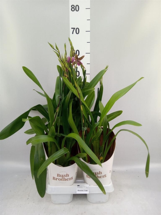 <h4>Brassia  'Summer Dream'</h4>