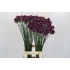 Allium Sphaerocephalon