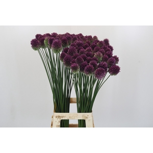 Allium Sphaerocephalon