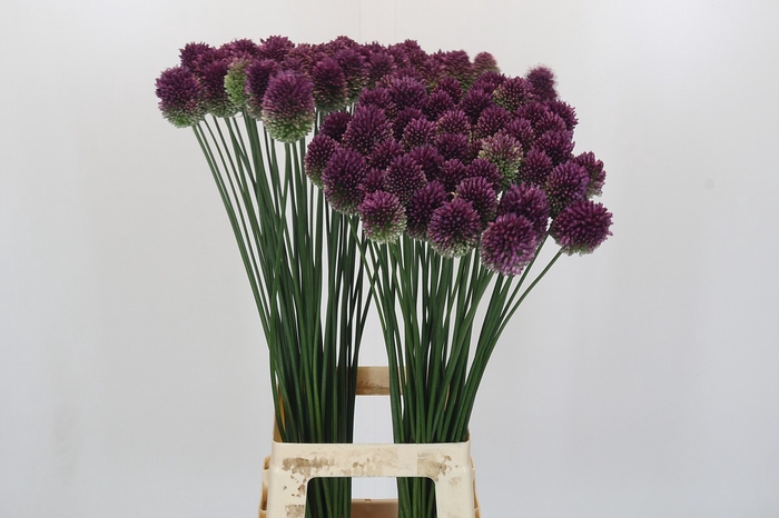 Allium Sphaerocephalon
