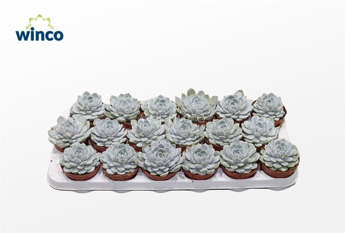 <h4>Echeveria Snowbunny</h4>