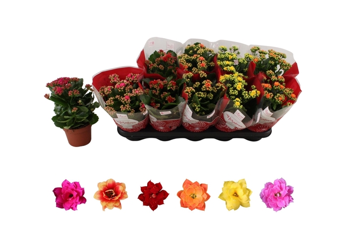 <h4>KAL GE RO GEM 6 KL</h4>