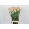 Nerine Bicolor Bionce