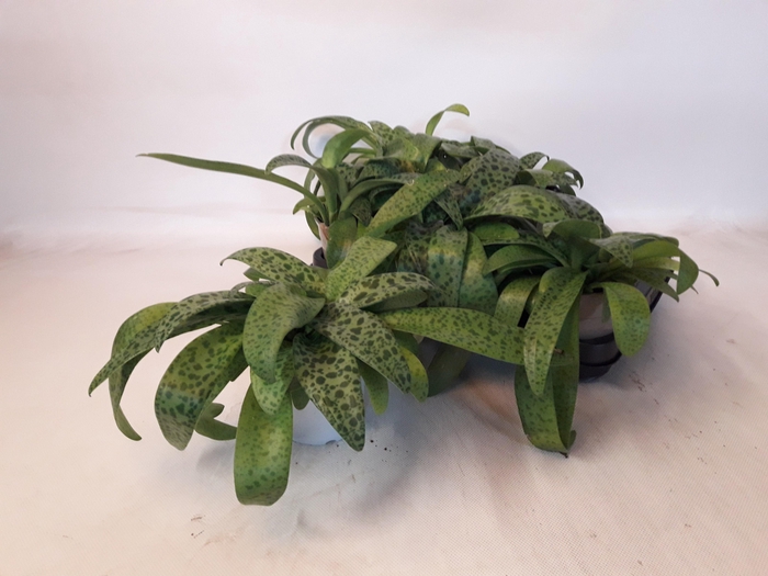 <h4>DRIMIOPSIS MACULATA</h4>