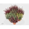 Collectie Hanoi Calluna Garden Girls in Mand 22 cm