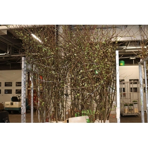 Chaenomeles Superba White