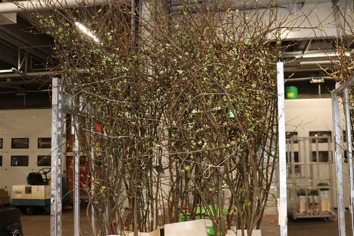 <h4>Chaenomeles Superba White</h4>