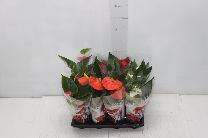 <h4>ANTHURIUM VARIADO P06</h4>