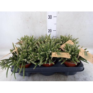 Rhipsalis baccifera subsp. horrida