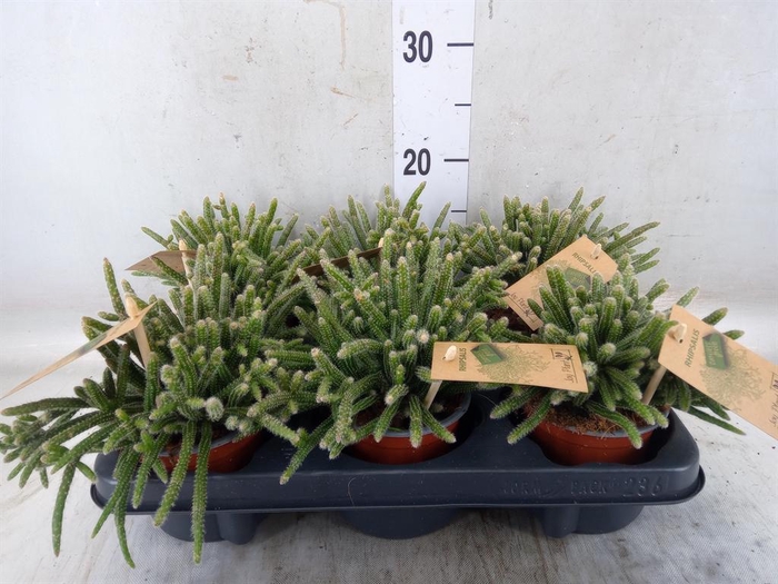 <h4>Rhipsalis baccifera subsp. horrida</h4>