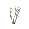 Syringa Branch Super Guerrero