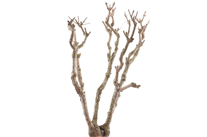 Syringa Branch Super Guerrero