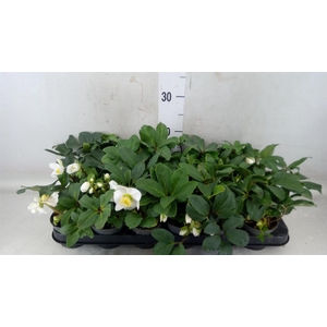 Helleborus niger 'Little Star'