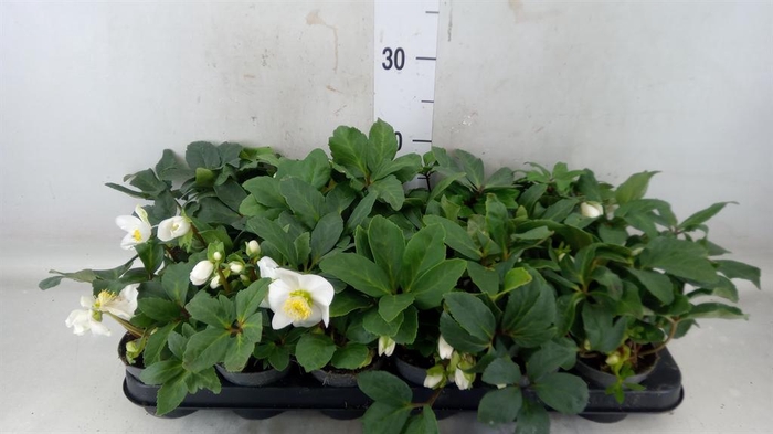 <h4>Helleborus niger 'Little Star'</h4>