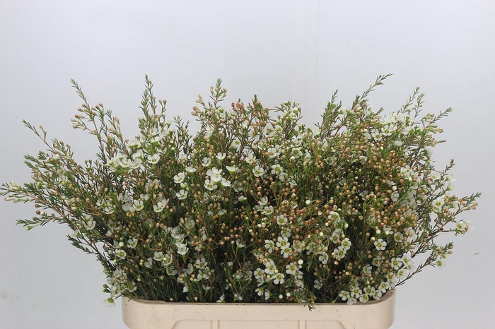 <h4>Chamelaucium Sirius</h4>