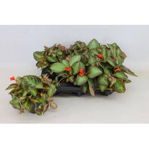 EPISCIA OV