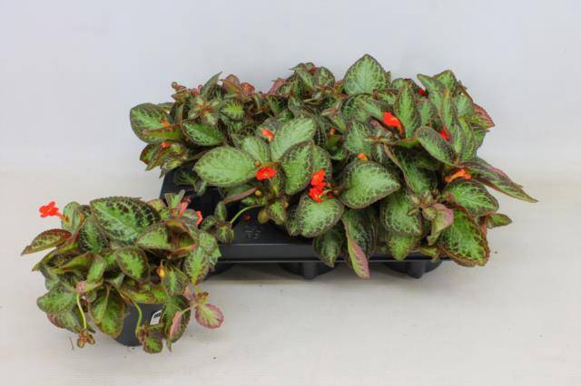 <h4>EPISCIA OV</h4>