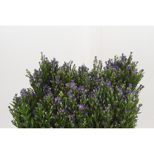 Aster Casamare