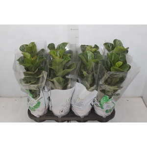 FICUS LYRATA BAMBINO P15 COMPACTO