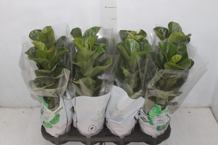 <h4>FICUS LYRATA BAMBINO P15 COMPACTO</h4>