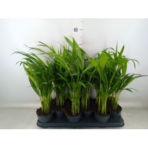 Dypsis lutescens   ...Chrysalidoca