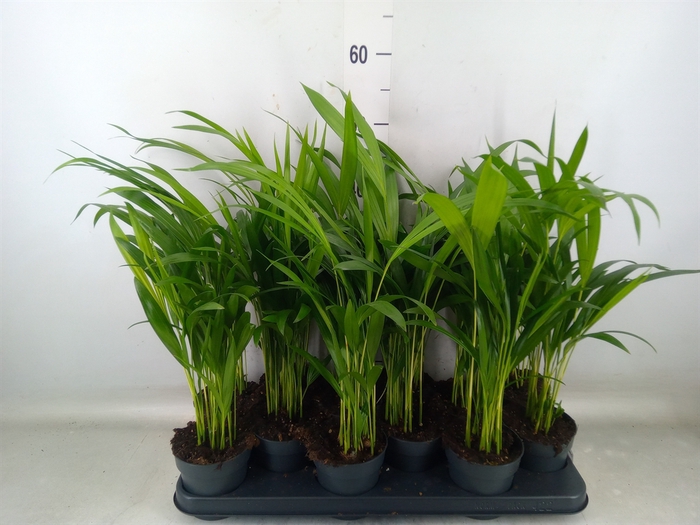 <h4>Dypsis lutescens   ...Chrysalidoca</h4>
