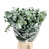 Euc. Cinerea Da Vinci