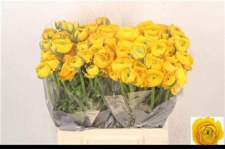 <h4>Ran El Yellow</h4>