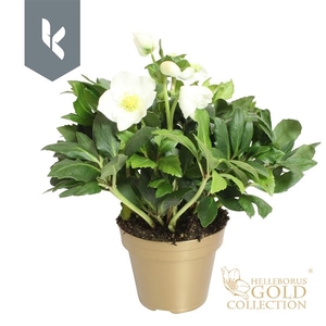 HGC Helleborus Niger selectie in het goud