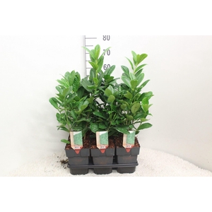 Prunus lauroc. 'Rotundifolia'