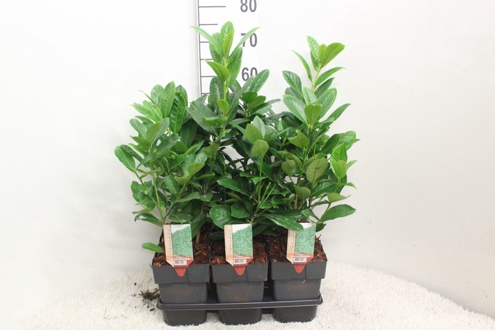 <h4>Prunus lauroc. 'Rotundifolia'</h4>