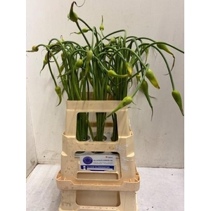 ALLIUM SAT OPHIOSCO