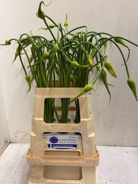 <h4>ALLIUM SAT OPHIOSCO</h4>