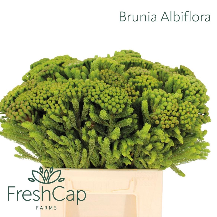 <h4>Brunia Albiflora</h4>
