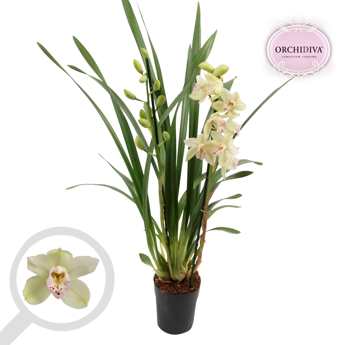 <h4>Cymbidium groen 2 tak</h4>
