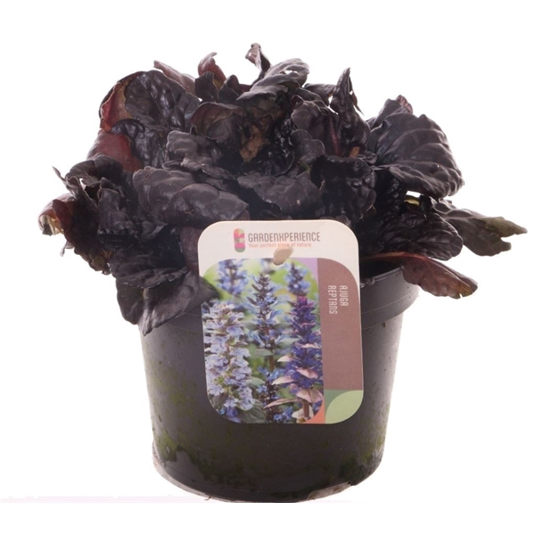 <h4>Ajuga reptans Black Scallop</h4>