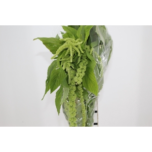AMARANTHUS VERDE PENDENTE 070 CM