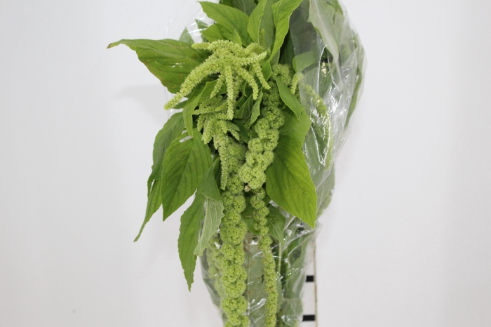 <h4>AMARANTHUS VERDE PENDENTE 070 CM</h4>
