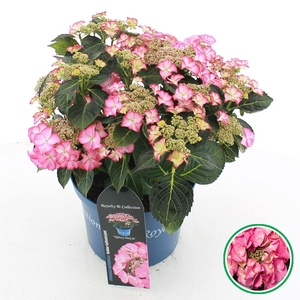 Hydrangea macrophylla overig
