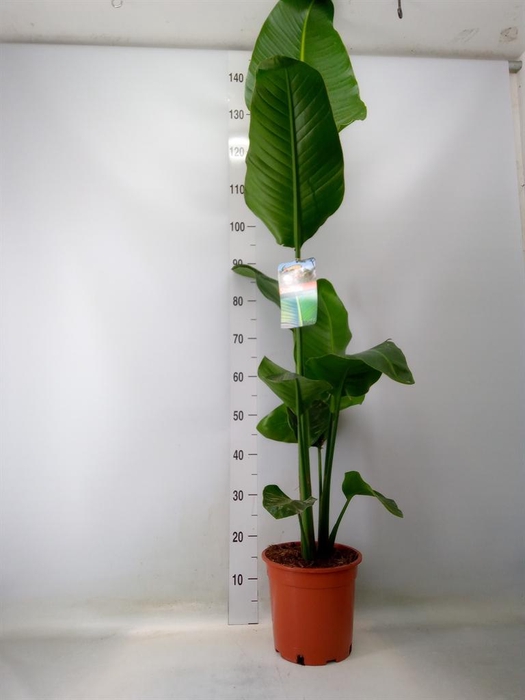<h4>Strelitzia nicolai</h4>